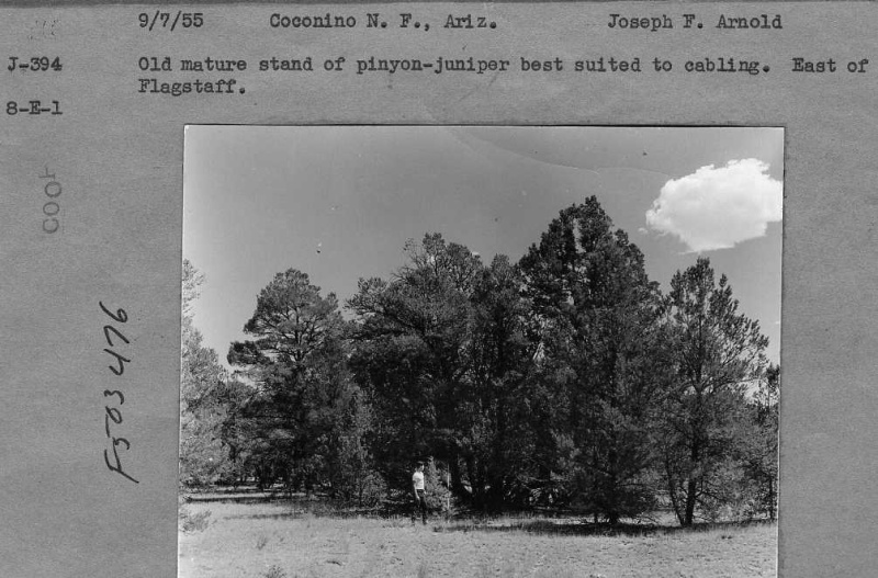 pinyon-juniper stand
