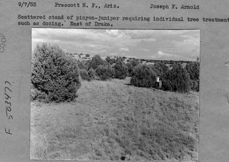 pinyon-juniper stand
