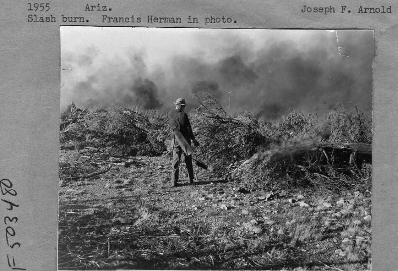 slash burn