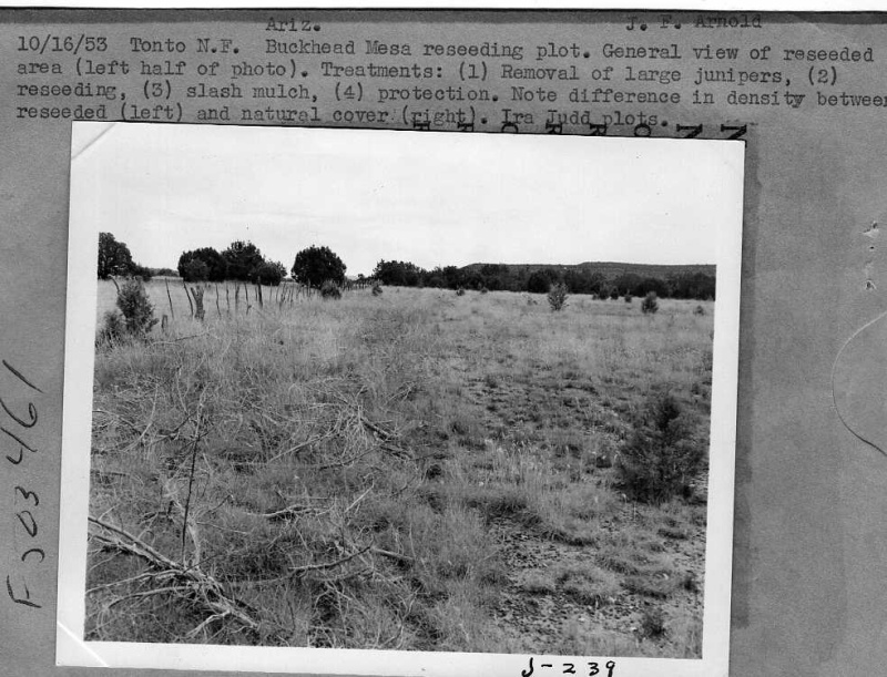 juniper eradication