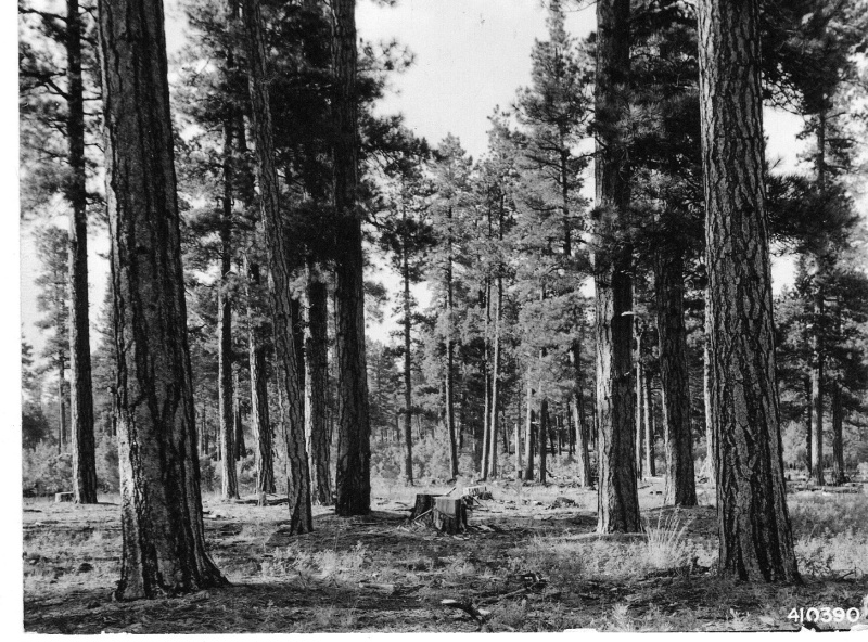 ponderosa pine after logging