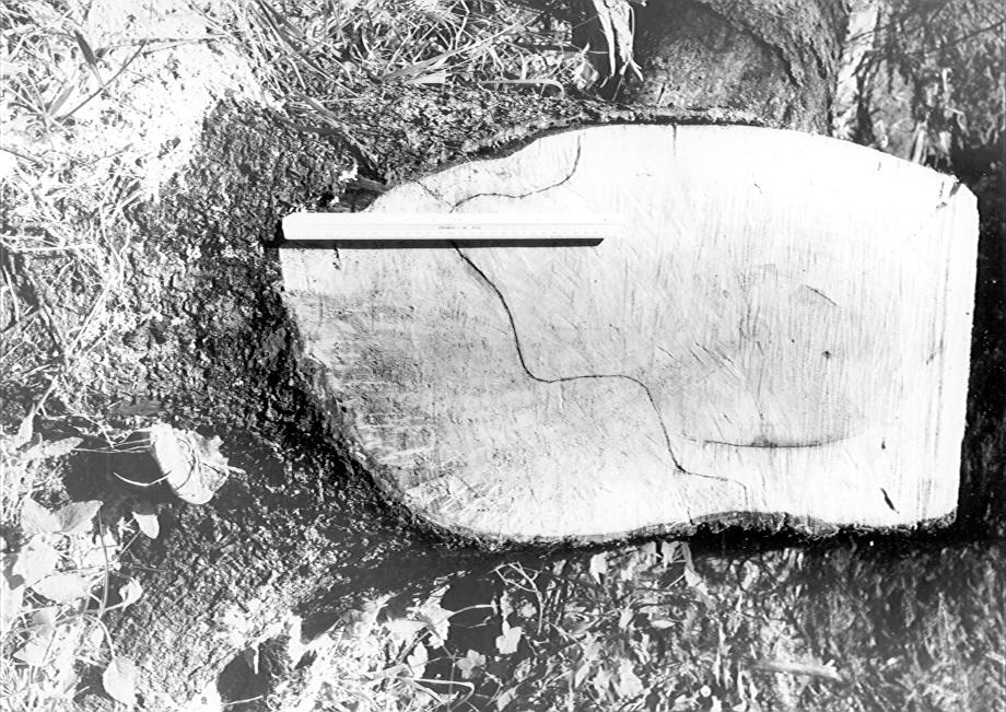 18'' beetle-killed spruce with F. pinicola sporophore at the base