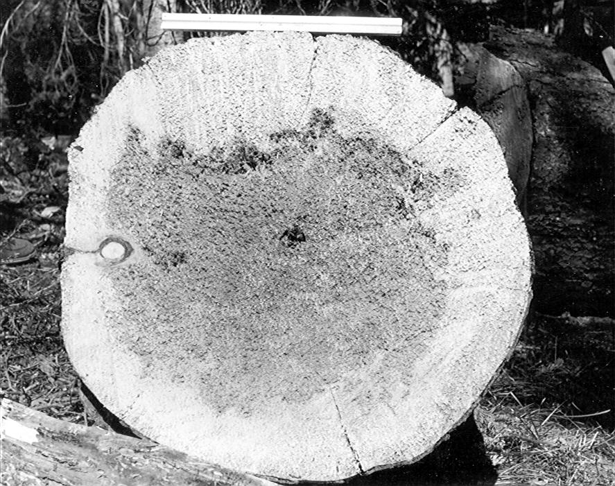 Cross section at 6' of tree 2276