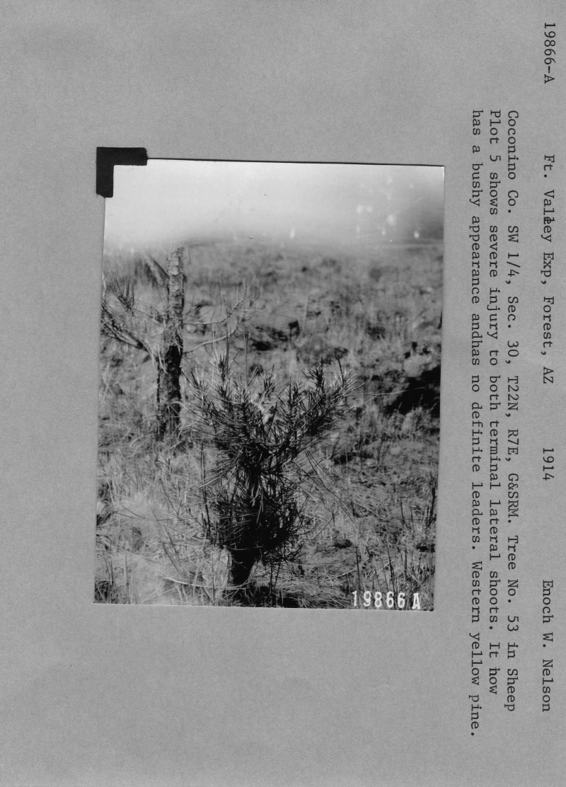Ponderosa pine injured by sheep (progress photo 150528)