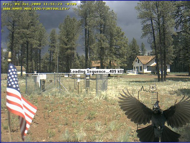 Independence Day jay with thunderheads