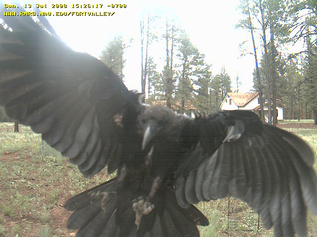 Raven landing