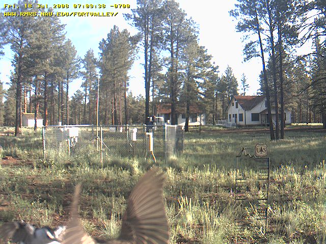  White-breasted Nuthatch facing camera, other bird unknown