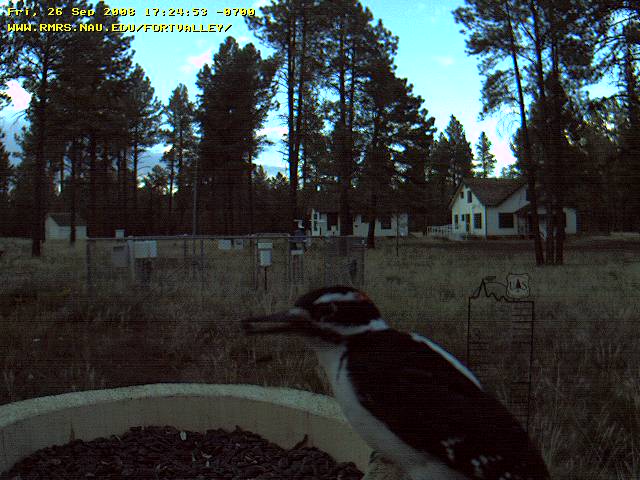 hairy woodpecker