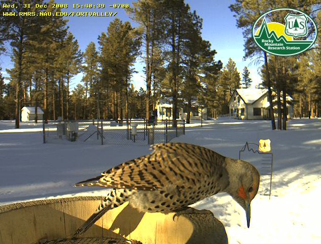 Northern Flicker