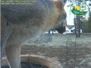 grey fox at bird feeder
