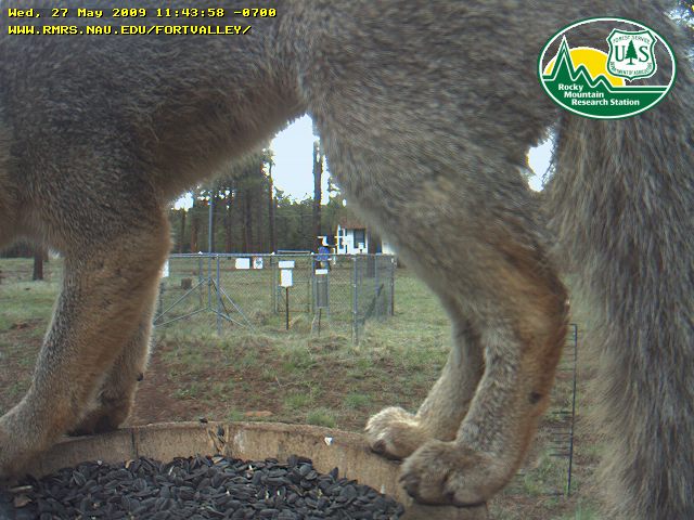 grey fox at bird feeder