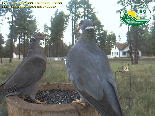 Band-tailed pigeons