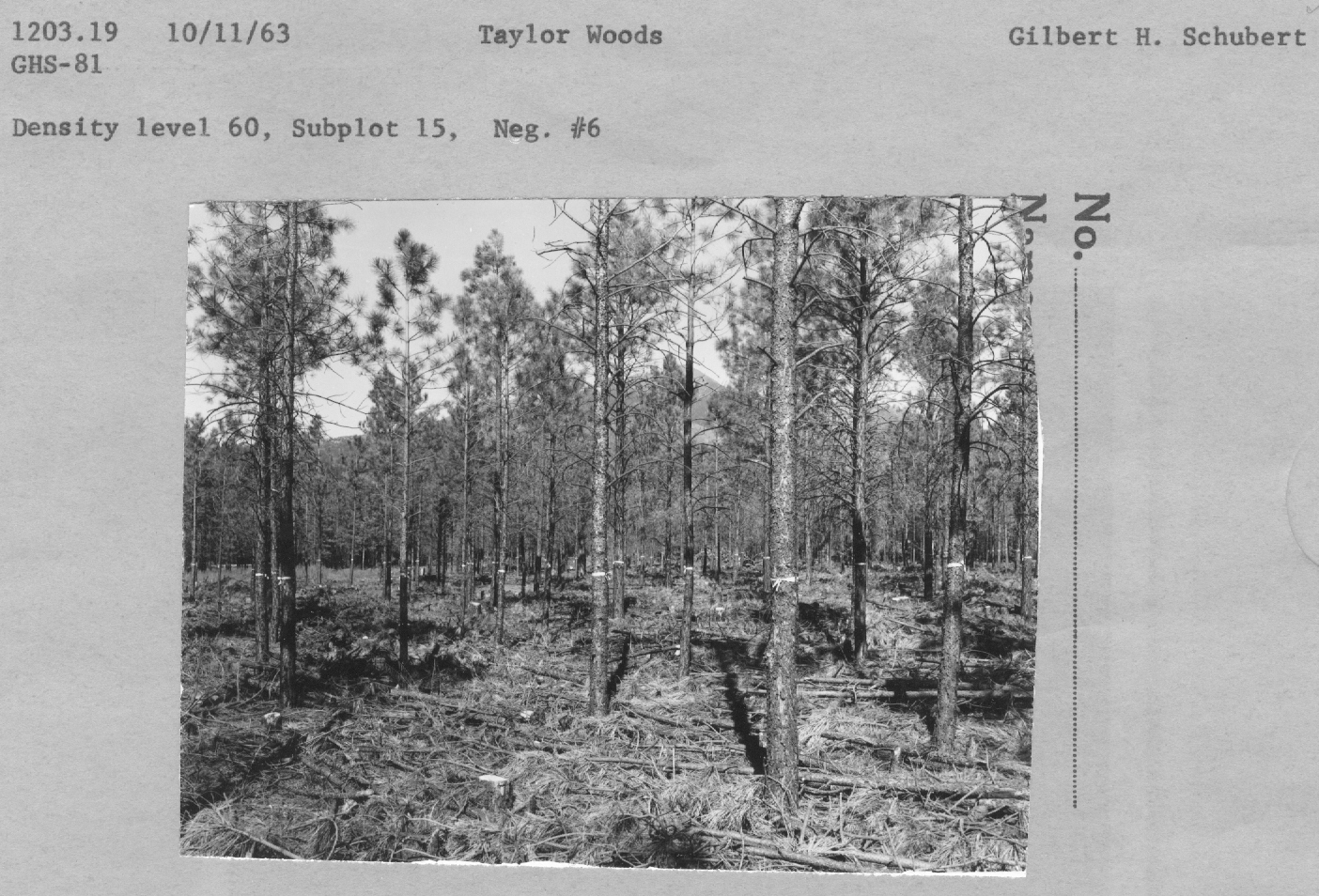 Density Level 60, Subplot 15,  (Neg #6)
