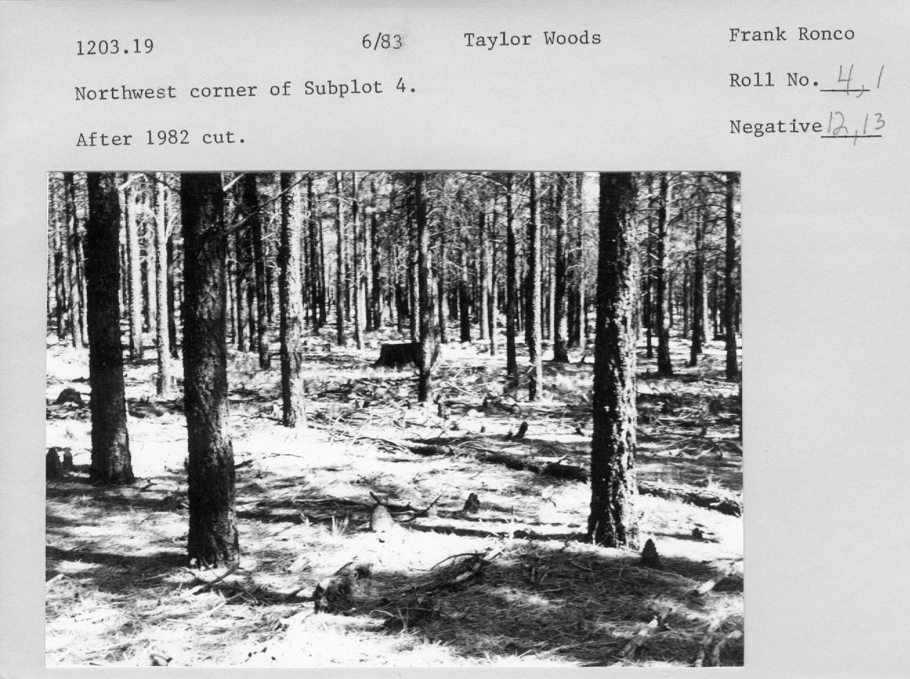 Northwest corner of Subplot 4. After 1982 cut