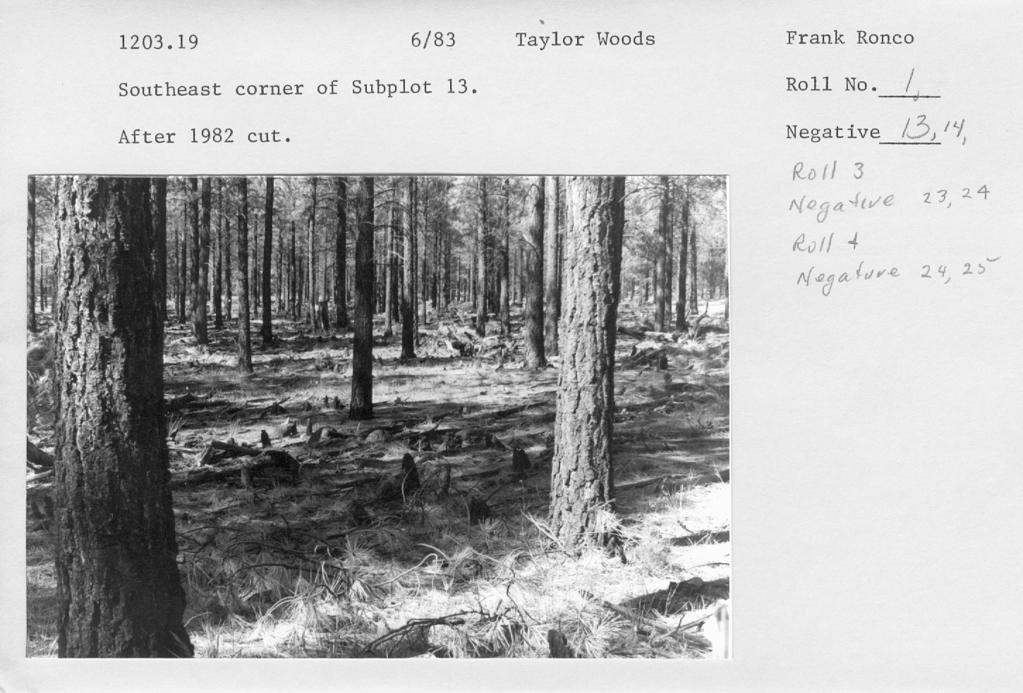 Southeast corner of subplot 13. After 1982 cut