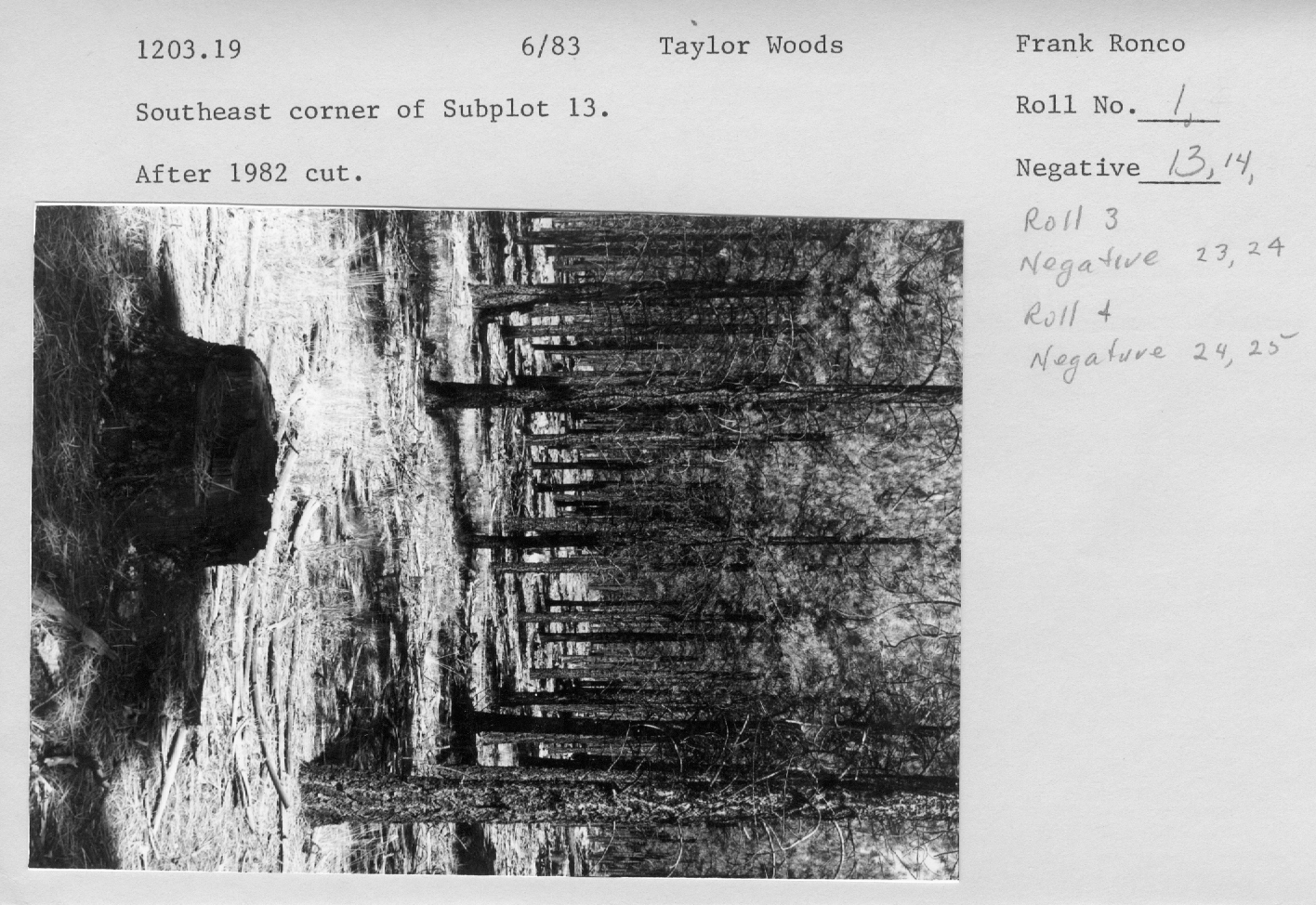 Southeast corner of subplot 13. After 1982 cut