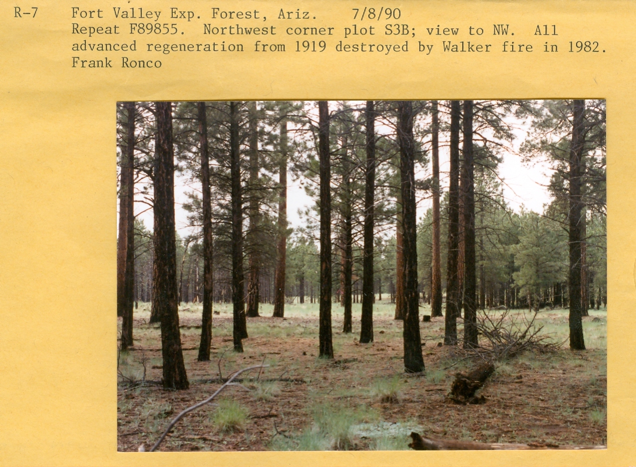Repeat F89855. Northwest corner plot S3B; view to NW. All advanced regeneration from 1919 destroyed by walker fire in 1982. Repeat F89855. Northwest corner plot S3B; view to NW. All advanced regeneration from 1919 destroyed by walker fire in 1982.