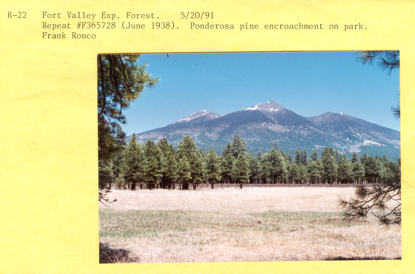 Repeat #F365728 (June 1938). Ponderosa pine encroachment on park. 