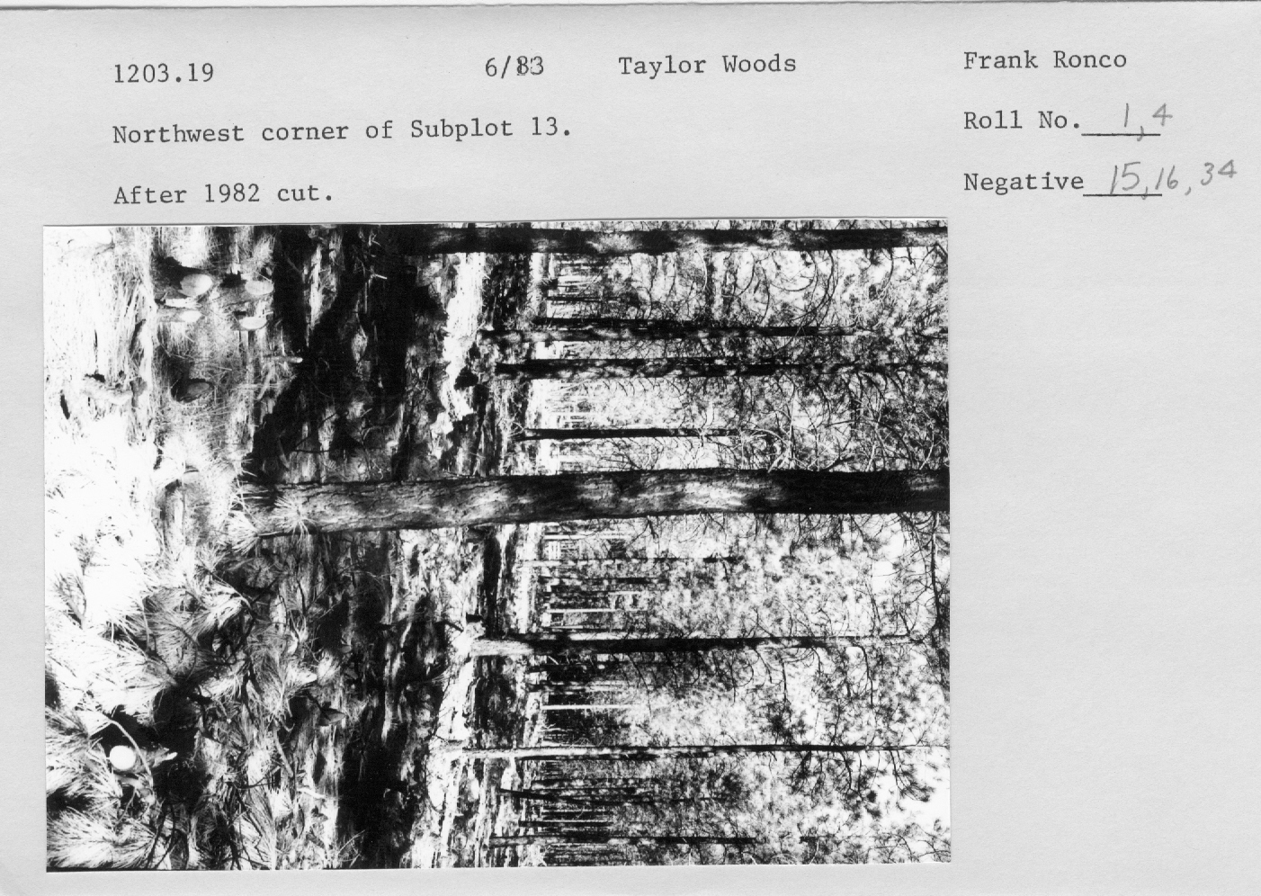 Northwest corner of subplot 13 after 1982 cut