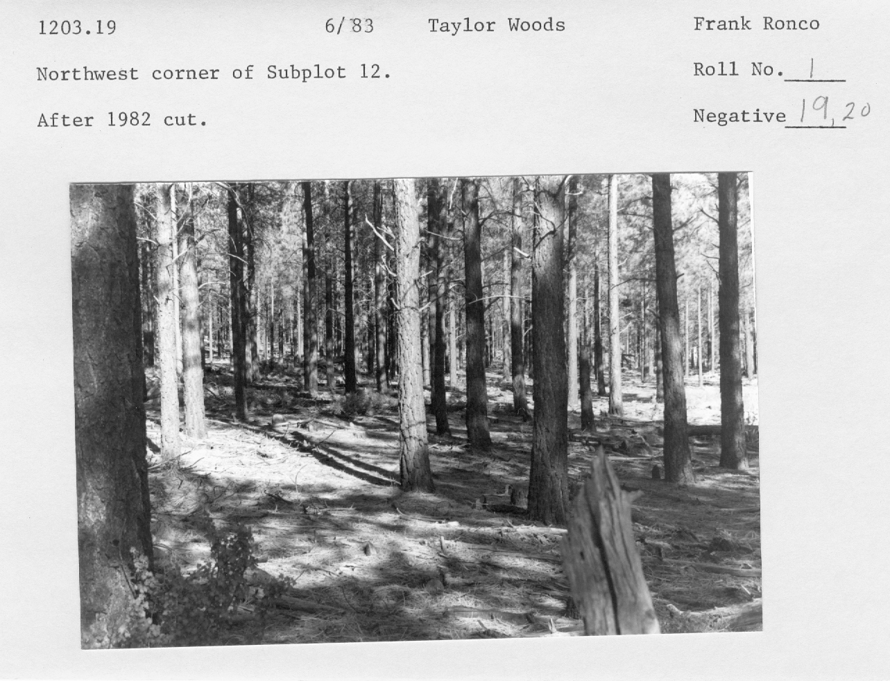 Northwest corner of subplot 12. After 1982 cut.