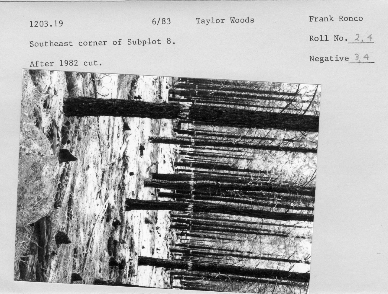 Taylor Woods