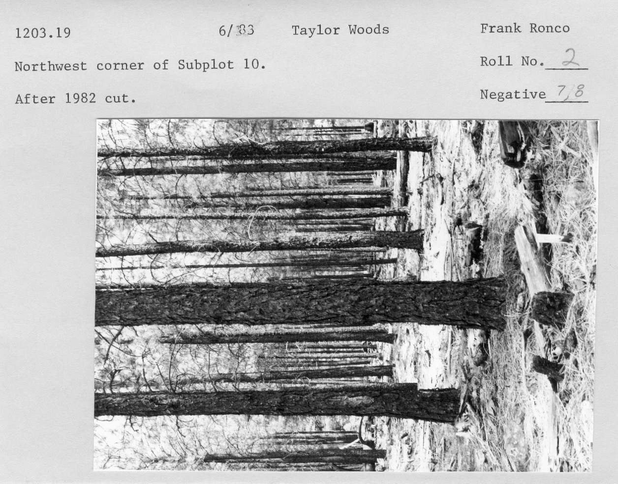 Northwest corner of subplot 10 after 1982 cut