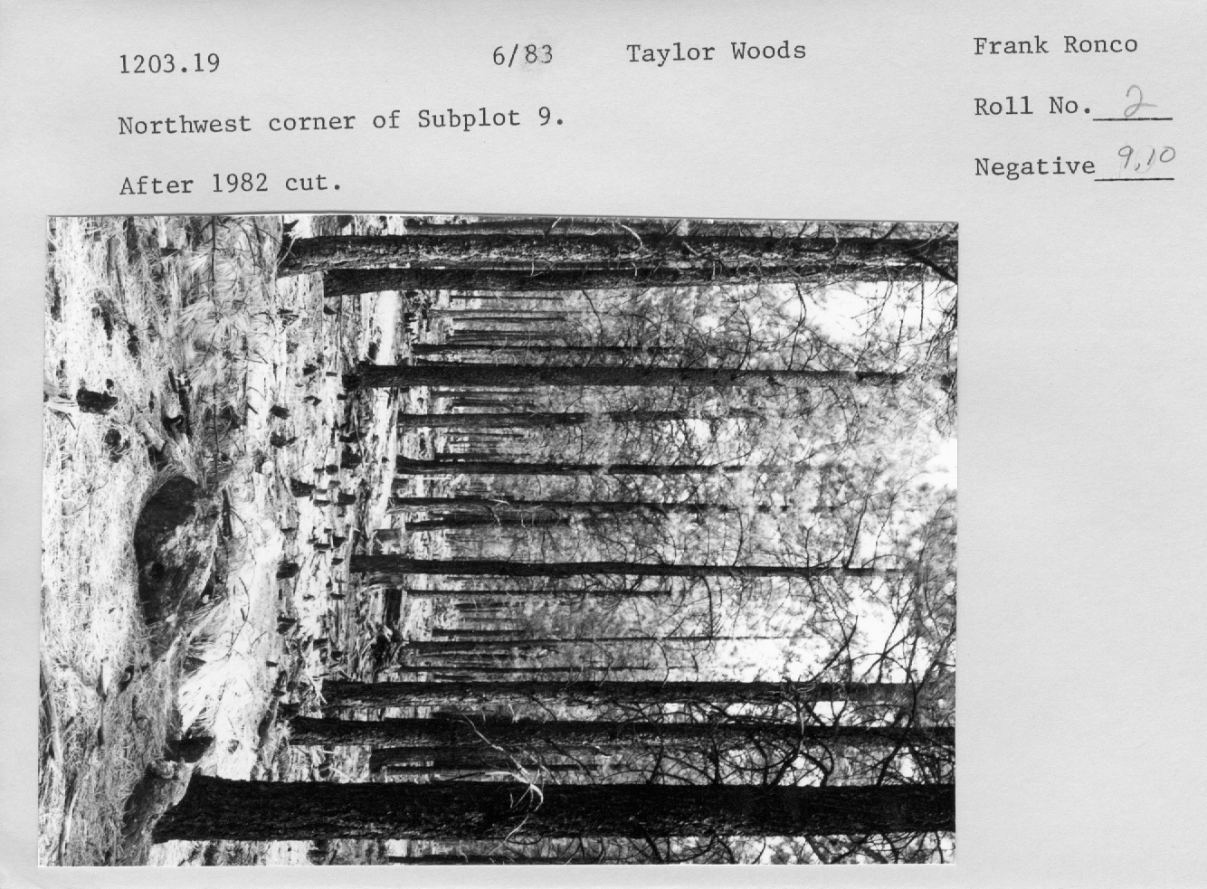 Northwest corner of subplot 9 after 1982 cut