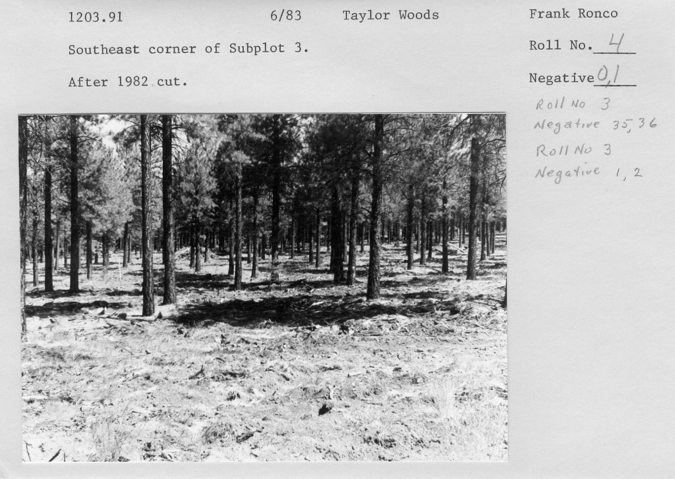 Taylor Woods