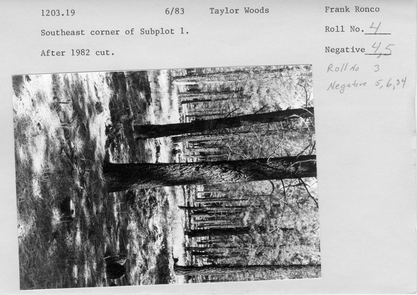 Taylor woods
