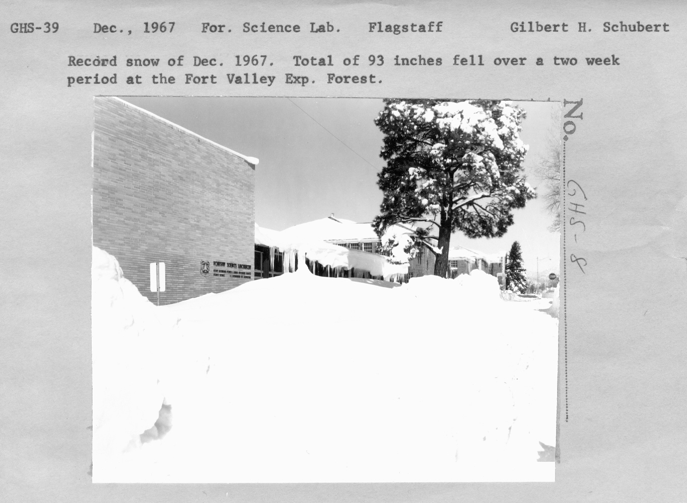 Record snow of December 1967. Total of 93 inches fell over a two week period at the Fort Valley Exp. Forest.