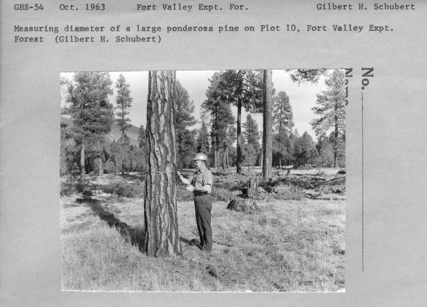 Measuring diameter of a large ponderosa pine on plot 10