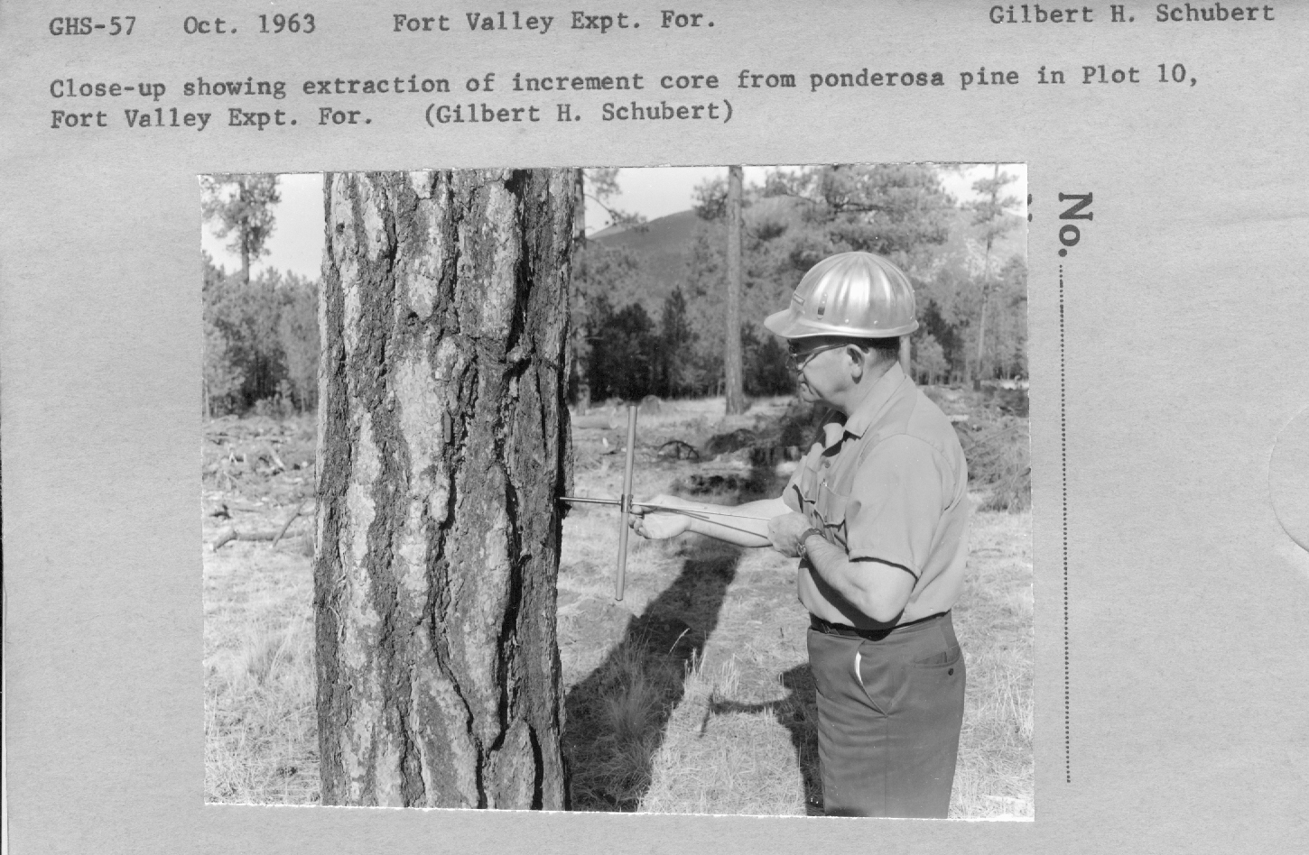 close-up showing extraction of increment core from ponderosa pine in plot 10