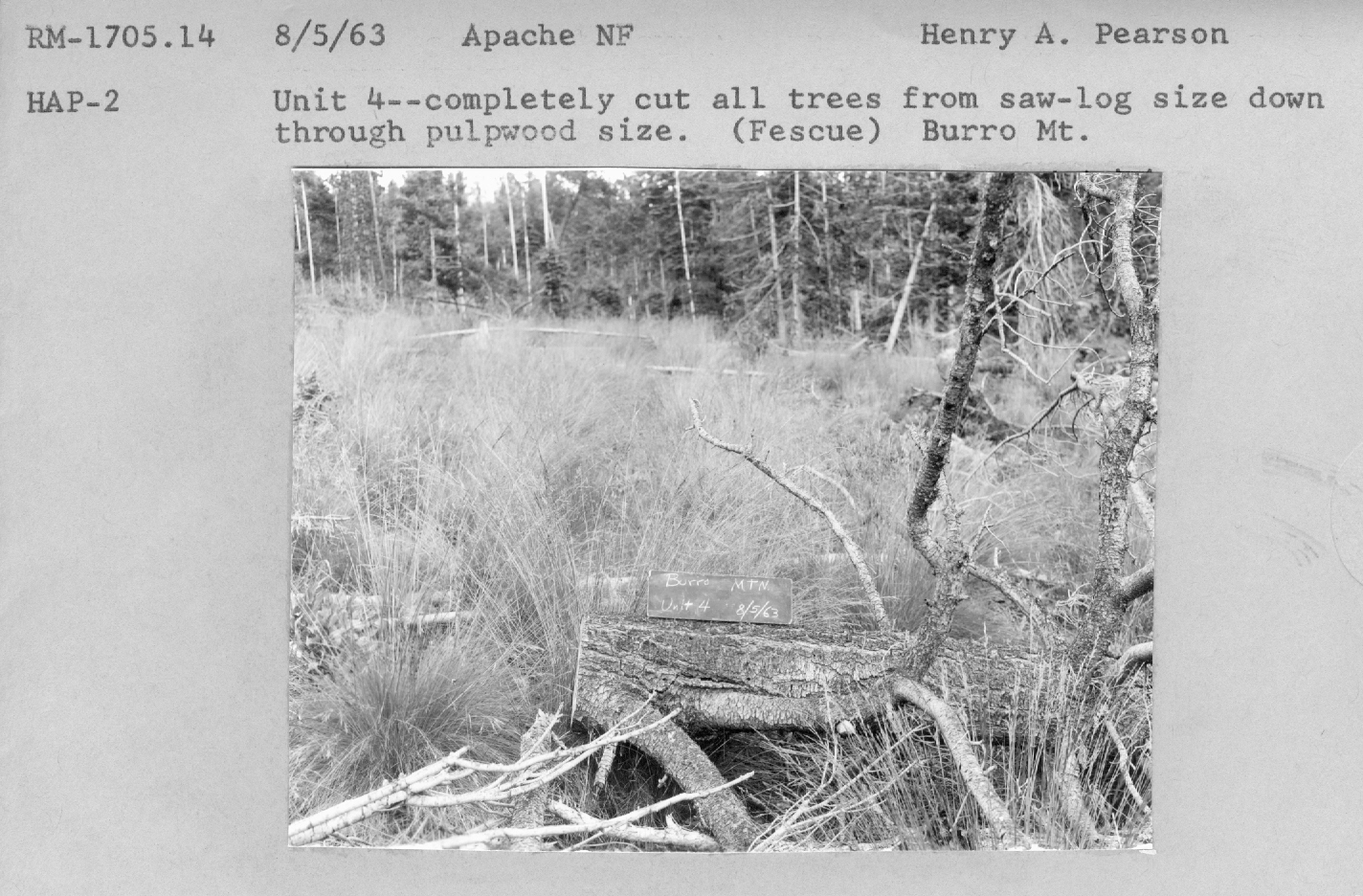 Unit--4 Completely cut all trees from saw-log size down through pulpwood size. (Fescue) Burro Mt. RM-1705.14