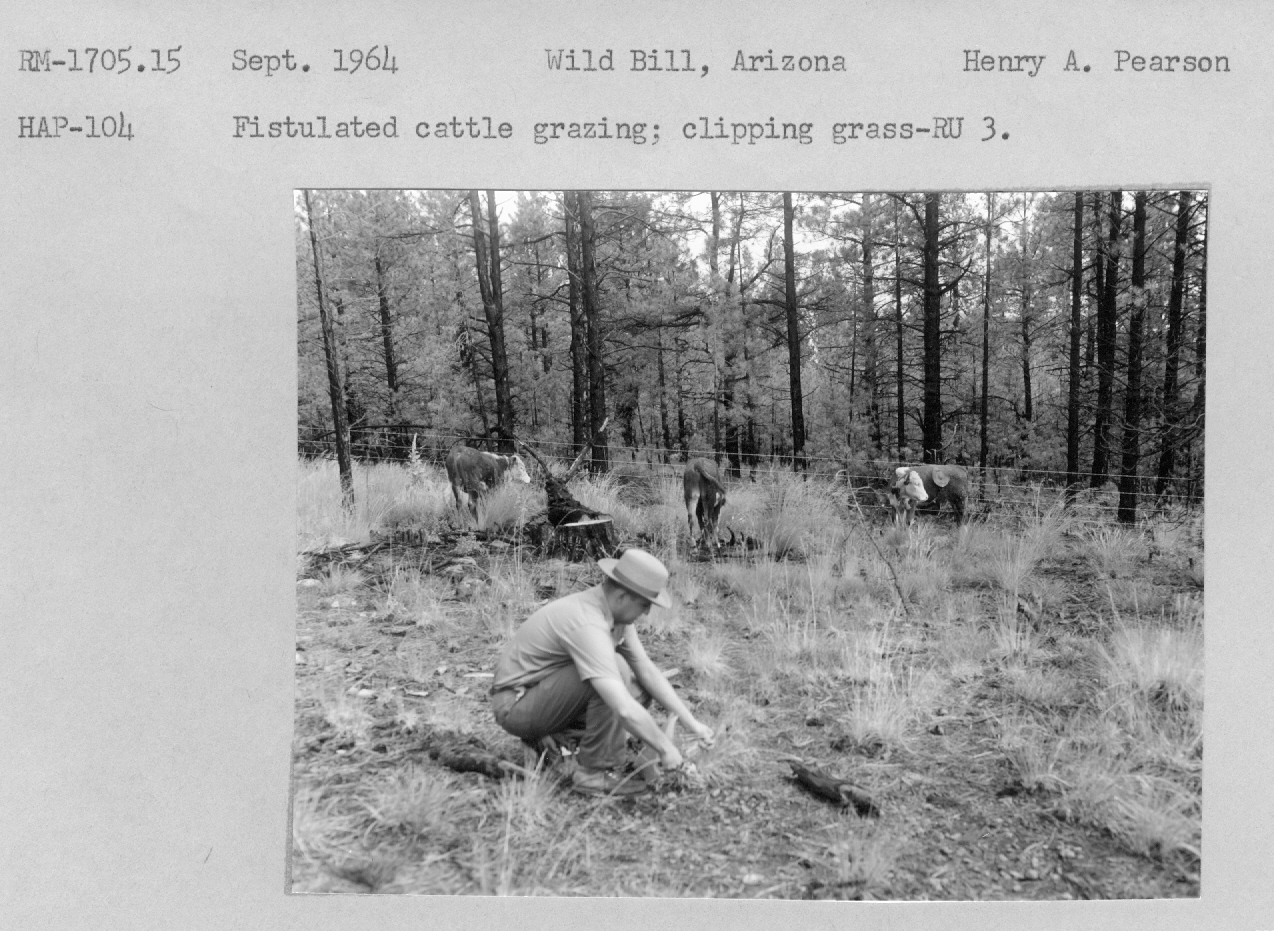 Fistulated cattle grazing