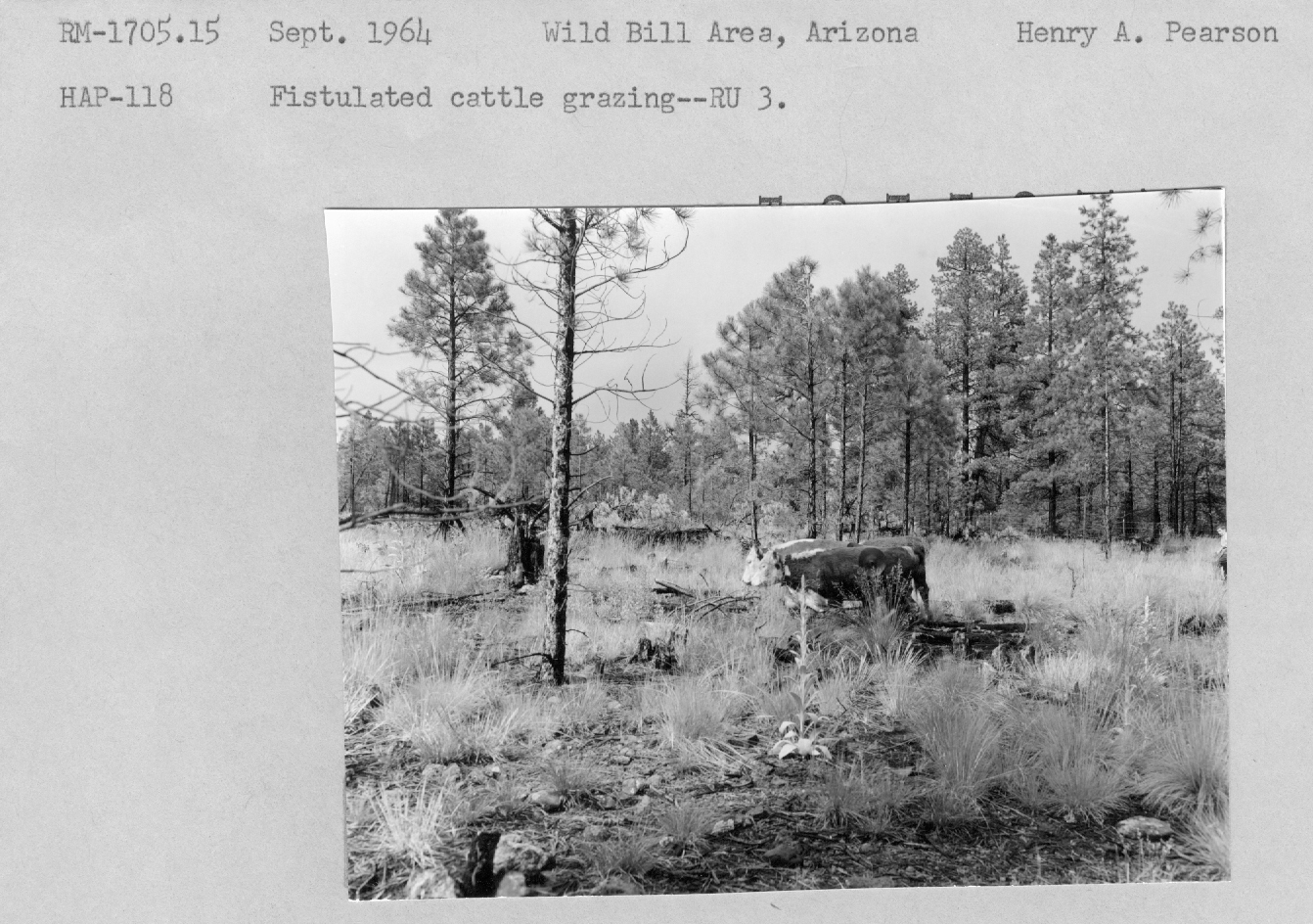 Fistulated cattle grazing-RU 3. RM-1705.15