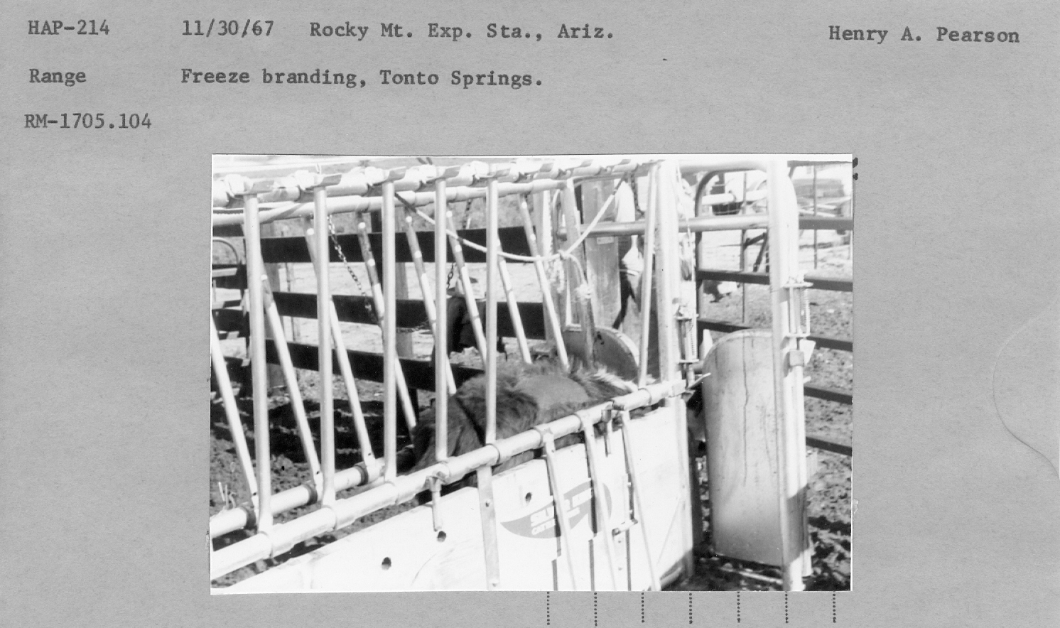 Freeze branding, Tonto Springs. RM-1705.104
