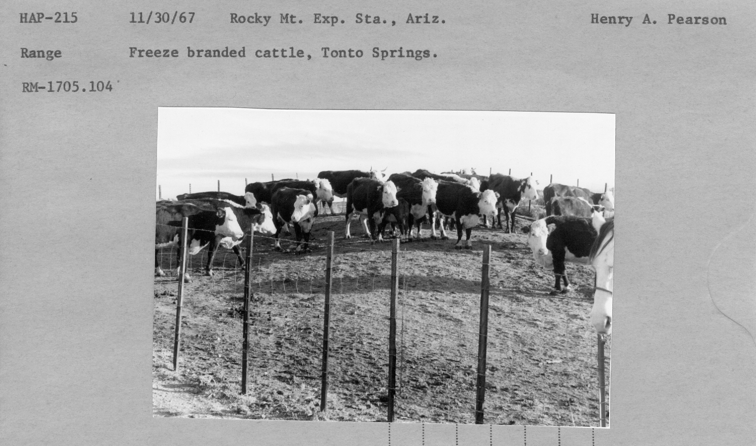 Freeze branded cattle, Tonto Springs. RM1705.104