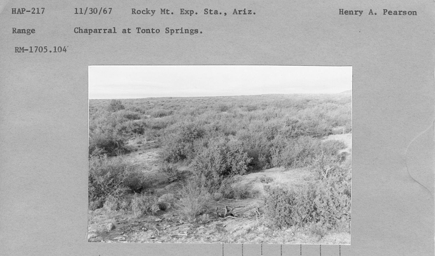 Chaparrel at Tonto Springs. RM-1705.104