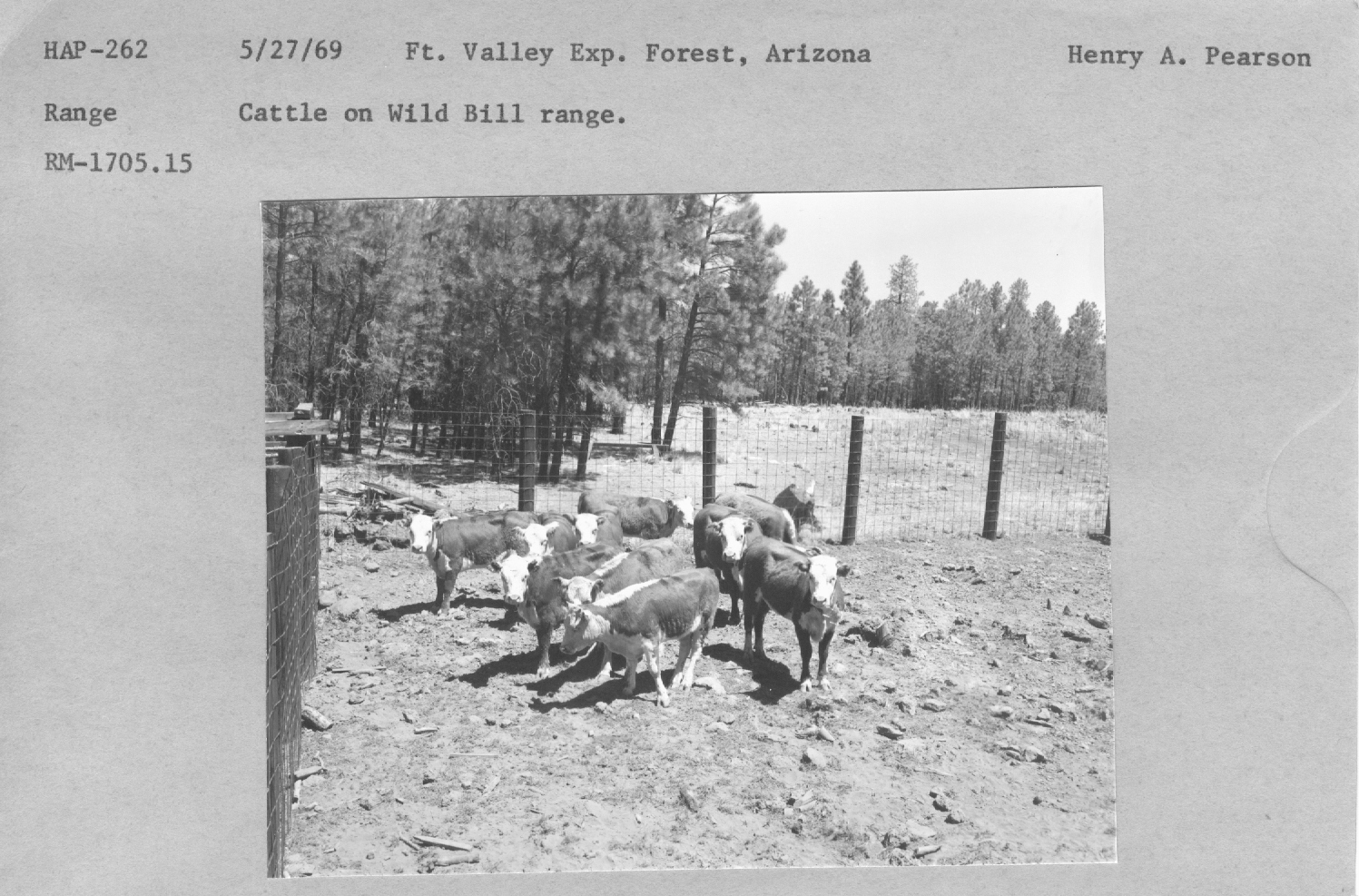 Cattle on Wild Bill range.