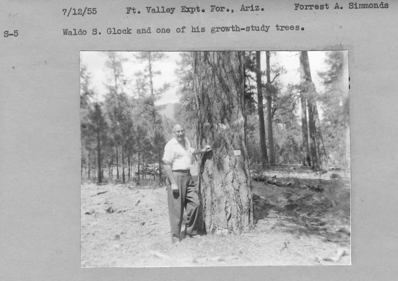 Waldo S. Glock and one of his growth study trees