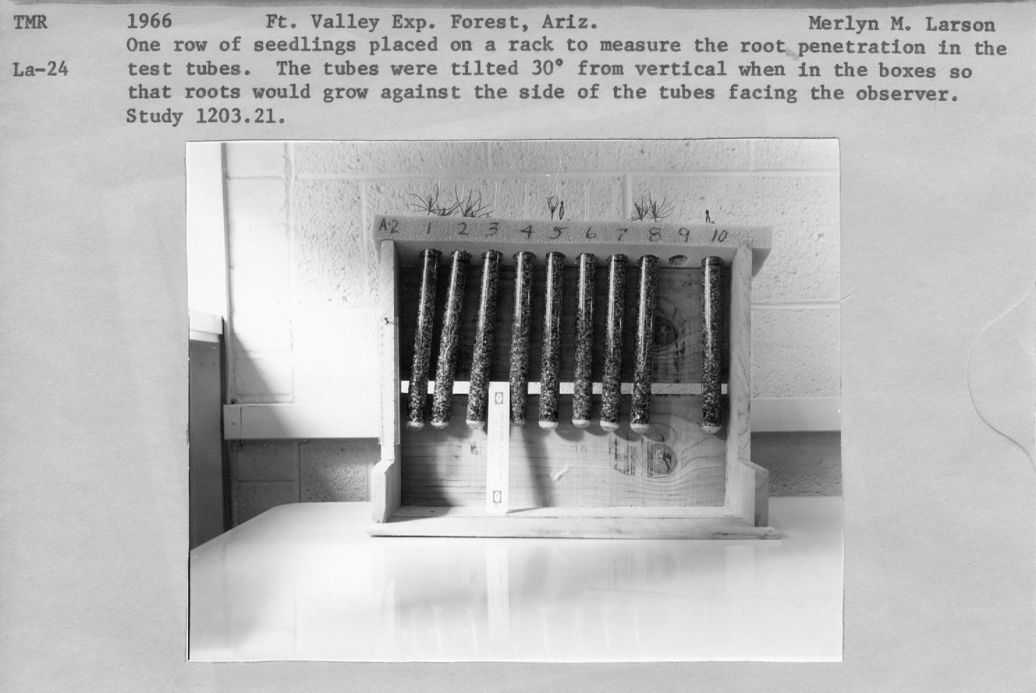 One row of seedlings placed on a rack to measure the rooth penetration in the test tubes. The tubes were tilted 30 degrees from vertical when in the boxes so that roots would grow against the side of the tubes facing the observer. Study 1203.21 