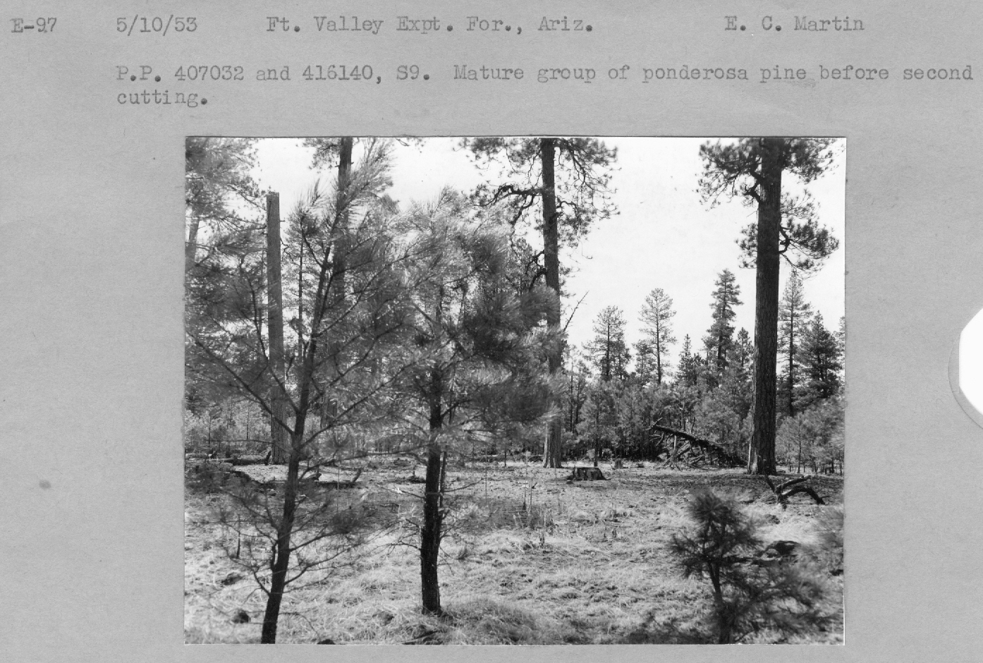 Mature stand of ponderosa pine before second cutting. P.P. 407032 ad 416140, S9. Mature stand of ponderosa pine before second cutting. P.P. 407032 ad 416140, S9.