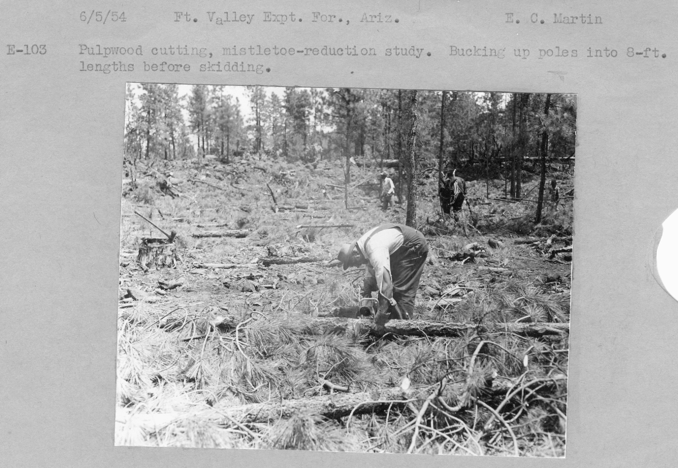 Pulpwood cutting, mistletoe-reduction study. Bucking up poles into 8 ft. lengths before skidding. 