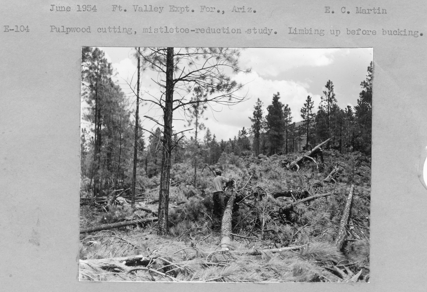 Pulpwood cutting, mistletoe-reduction study. Limbing up before bucking.