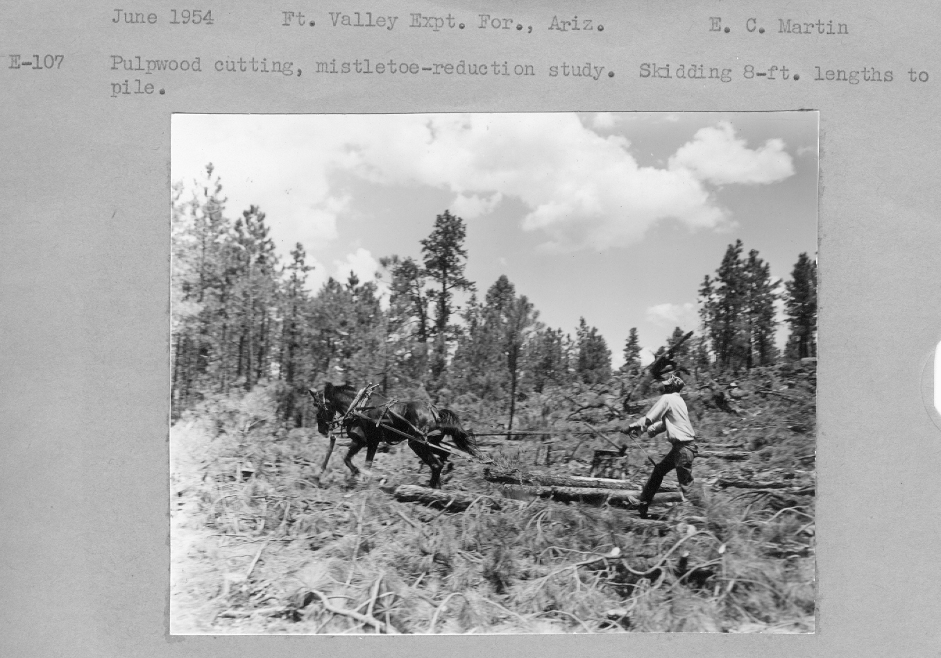 Pulpwood cutting, mistletoe-reduction study. Skidding 8-ft lengths to pile. 