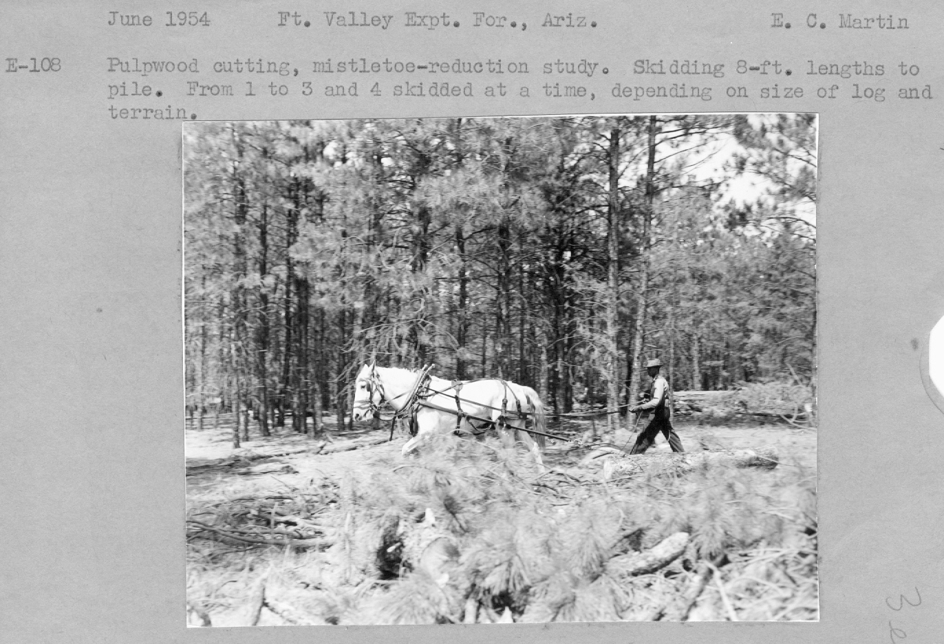 Pulpwood cutting, mistletoe-reduction study. Skidding 8-ft lengths to pile. From 1 to 3 and 4 skidded at a time depending on the size of log and terrain. 