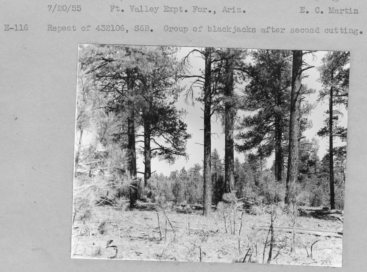 Repeat of 432106, S6B. Group of black jacks after second cutting