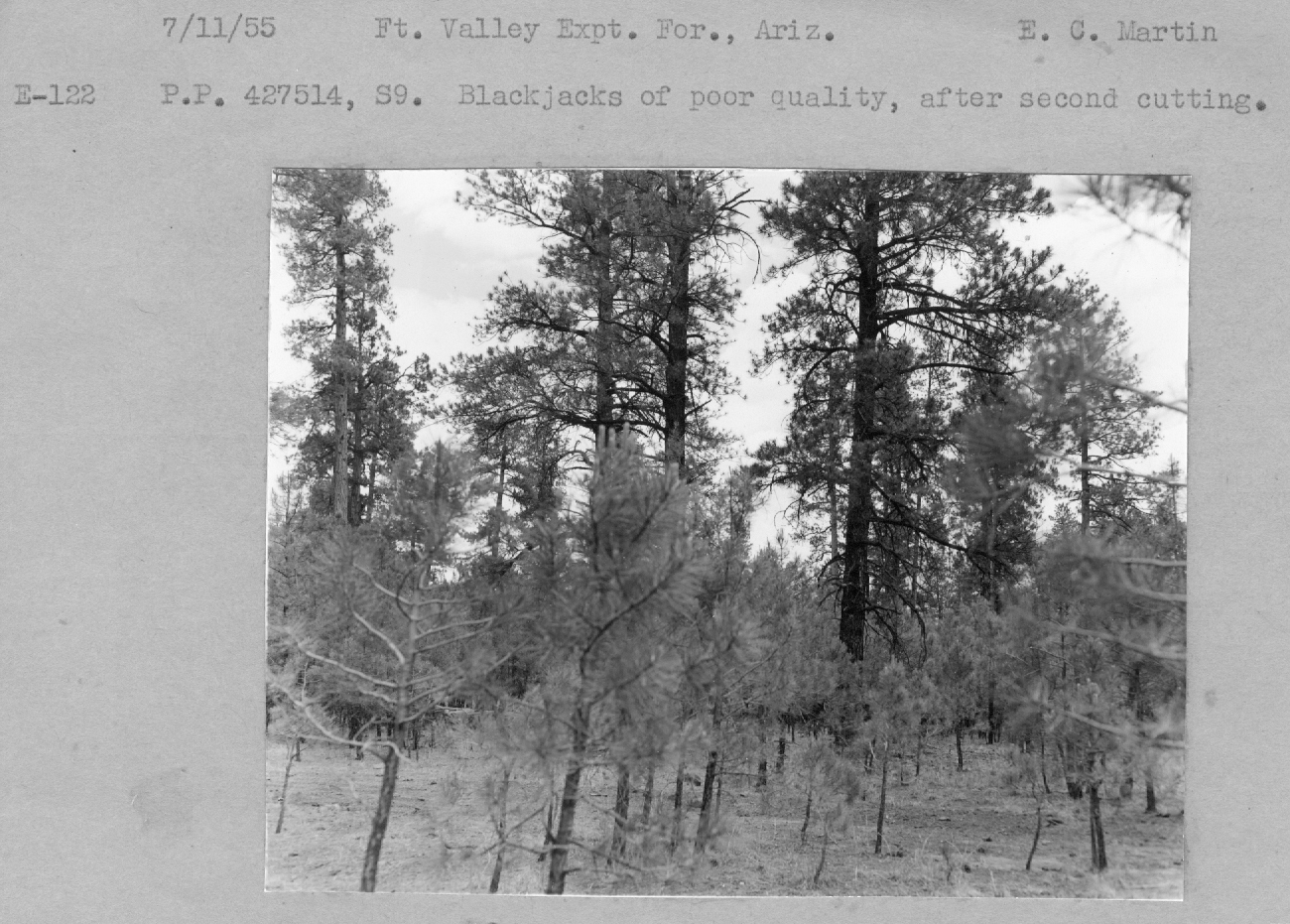 P.P. 427514, S9. Blackjacks of poor quality, after second cutting. 