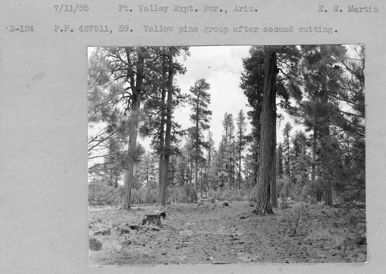 P.P. 427511, S9. Yellow pine group after second cutting.