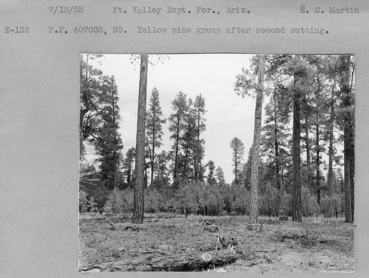 P.P. 407035, S9. Yellow pine group after second cutting.